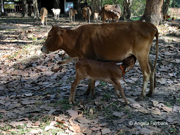 suckling calf