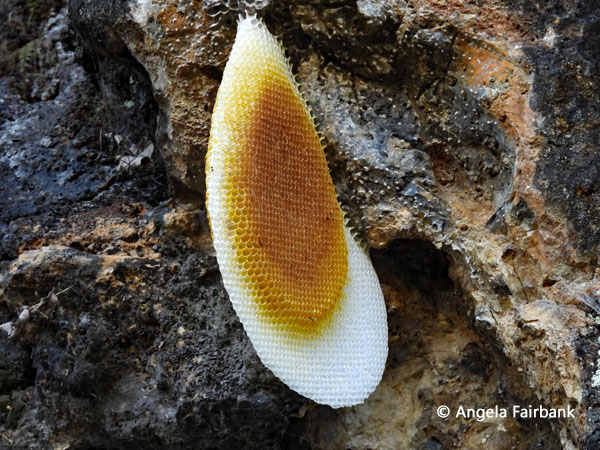 honeycomb