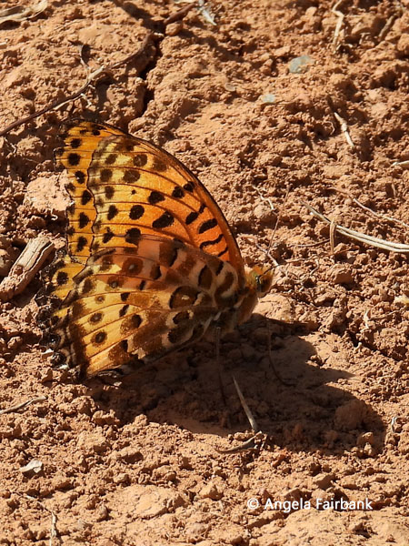 tropical fritillary (Argynnis hyperbius)