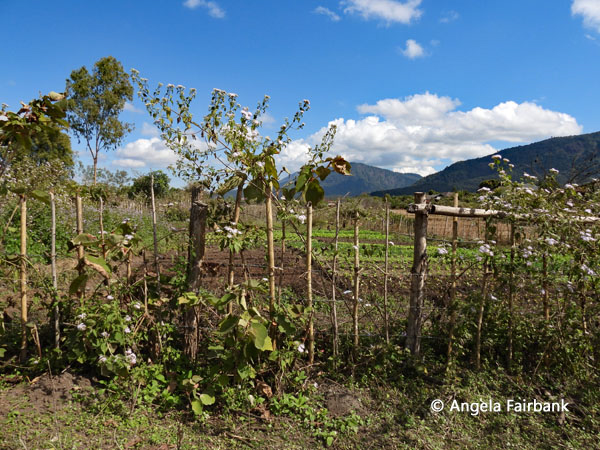 market garden