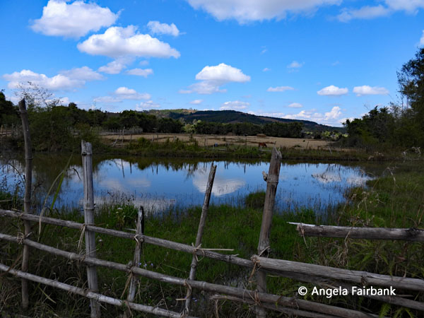 reflecting rice paddy pond