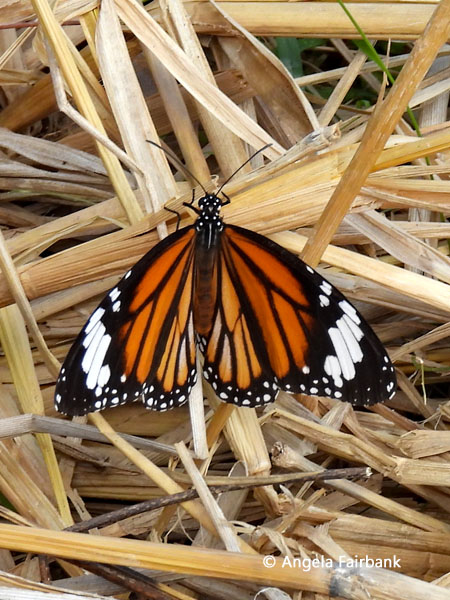 common tiger butterfly (Danaus genutia)