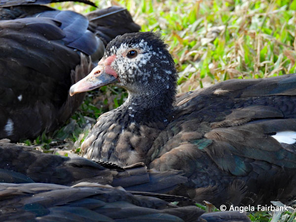 domestic duck