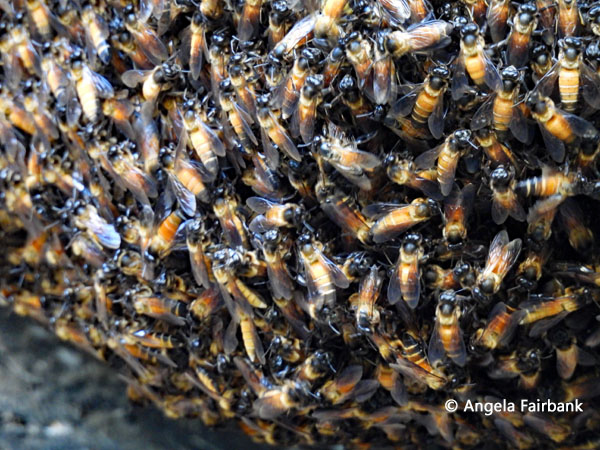bees on bee nest