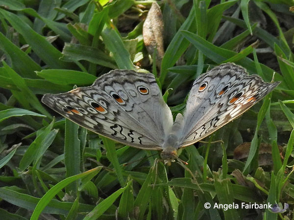 Grey Pansy butterfly (Junonia atlites) 2