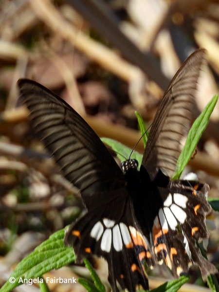 Common Mormon (Papilio polytes) butterfly
