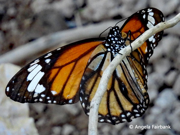 Tiger milkweed butterfly (Danaus chrysippus)