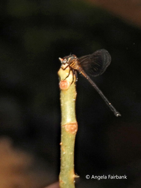 dragonfly on a twig