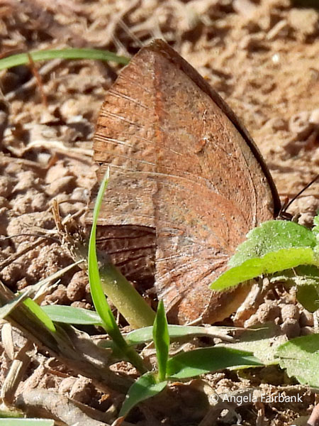 unidentified brown butterfly