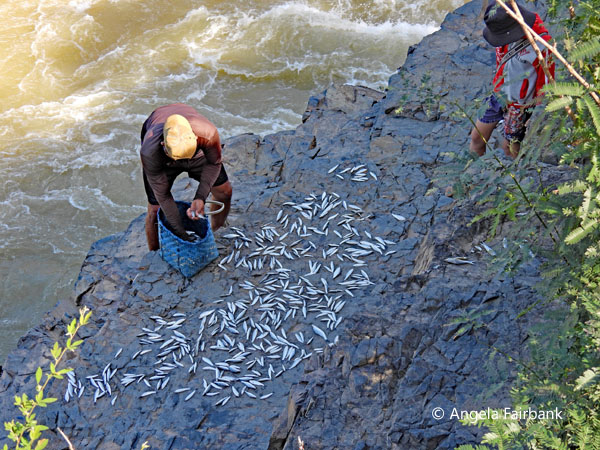 drying fish at Liphi Falls