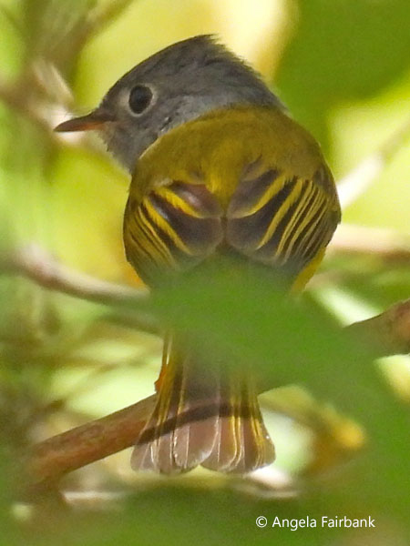 Grey-headad canary-Flycatcher <i>Culicicapa ceylonensis</i>)