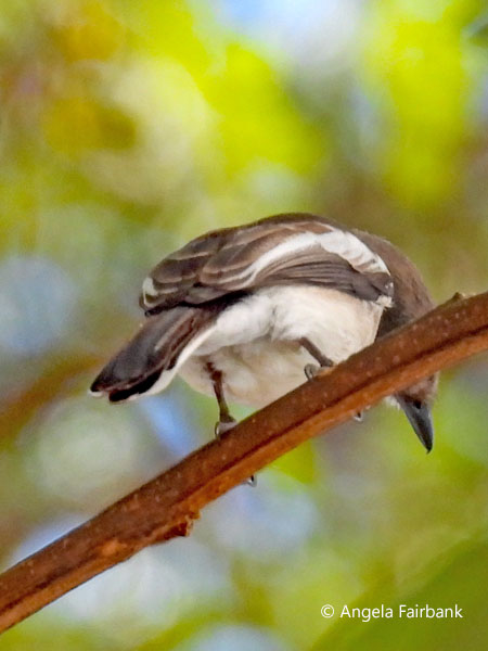 unidentified bird in tree
