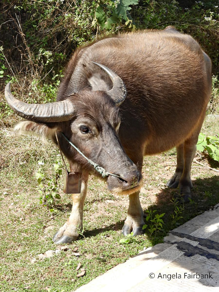 water buffalo by side of road