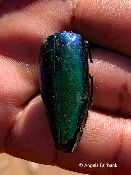 Jewel beetle (<i>Sternocera aequisignata</i>)