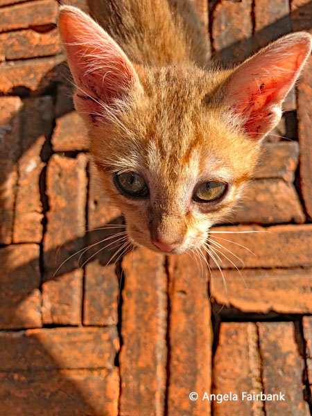 one of the kittens at our hotel