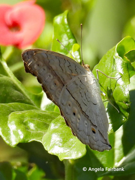 Grey Pansy butterfly (Junonia atlites) 1