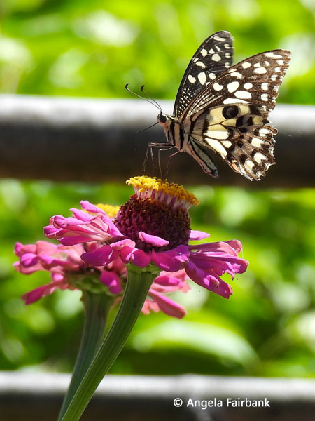 Lime swallowtail butterfly (Papilio demoleus)