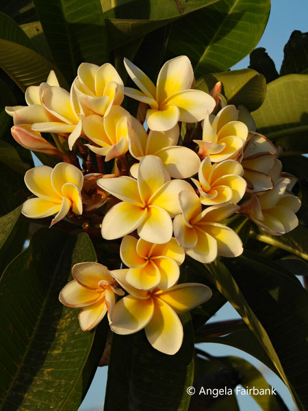 yellow frangipani