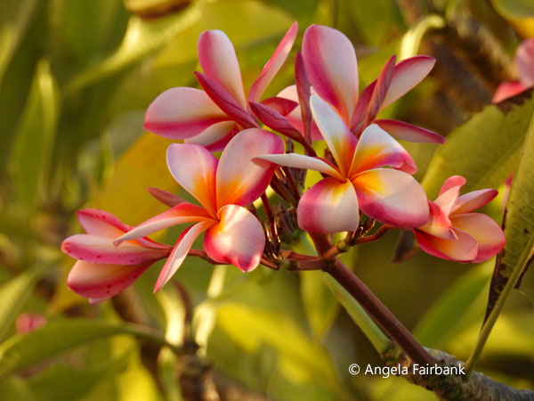 pink frangipani