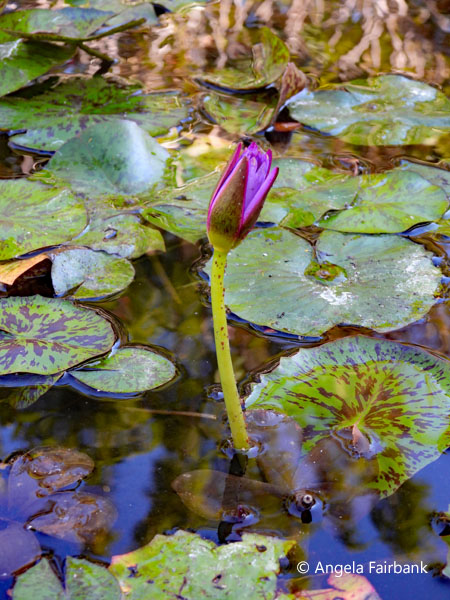 lotus flower in bud