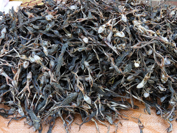 dried mini frogs