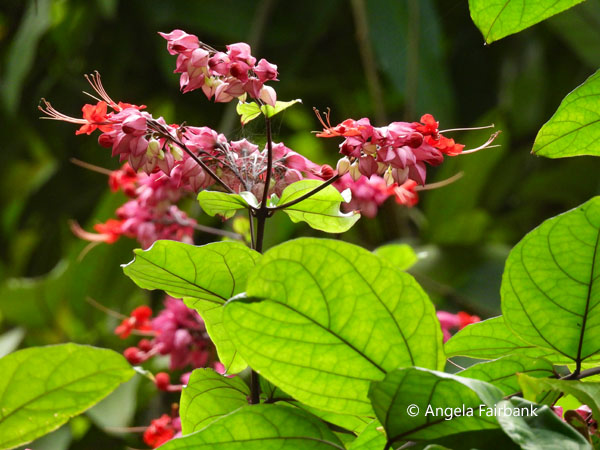 unidentified flower