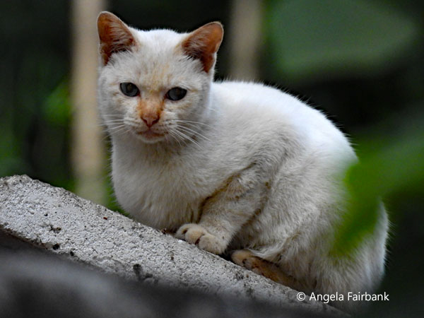 cat at temple on the way to the Chomsi Stupa