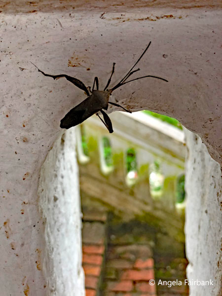 spit bug on the stairs up to the CHomsi Stupa