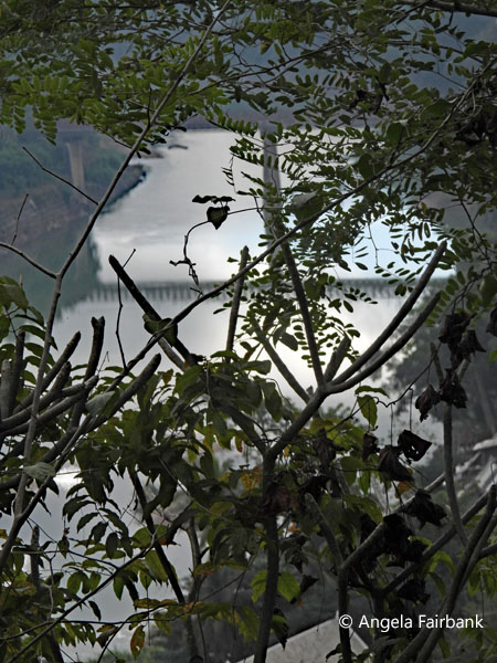 foliage and river from Chomsi Stupa
