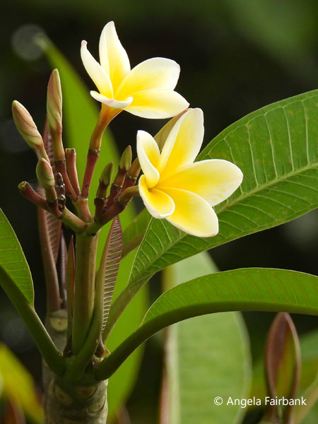 frangipani