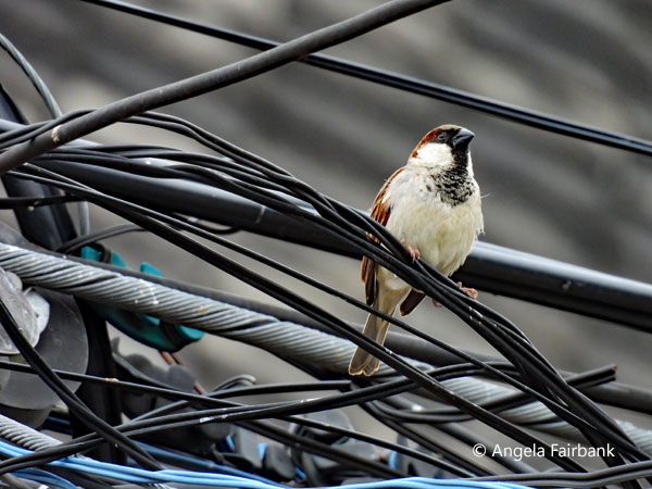 sparrow on electricity wires