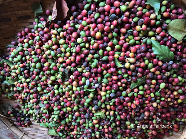 coffee beans