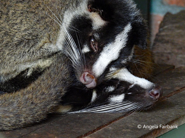 two civet cats