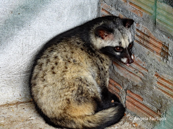 civet cat 1