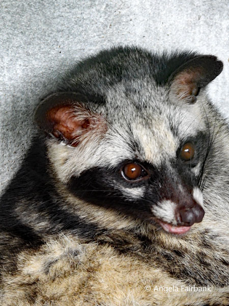 civet cat 2