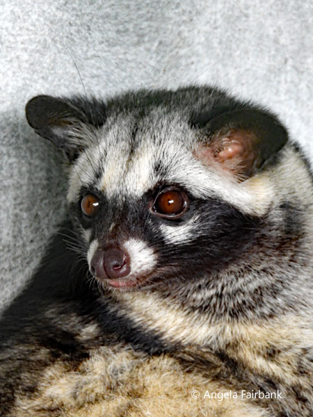 civet cat 3