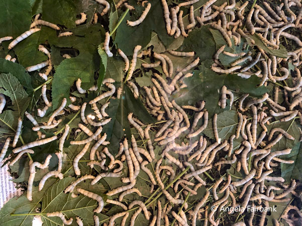 silk worms and mulberry leaves
