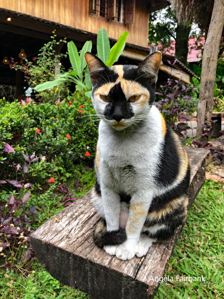calico cat at weaving centre
