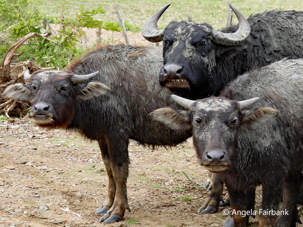 water buffalo 1