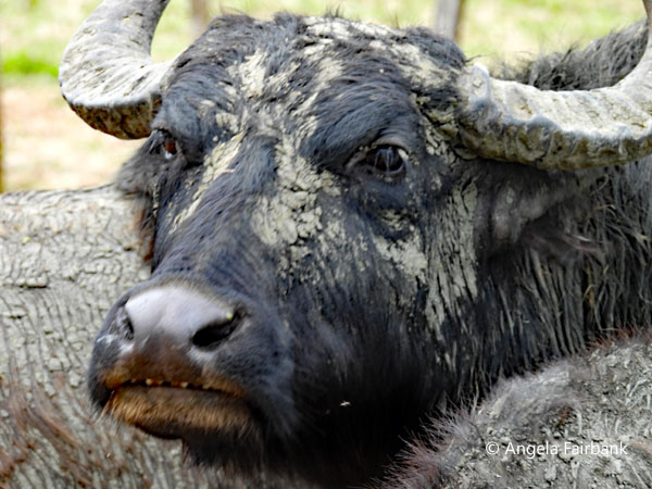 water buffalo 2