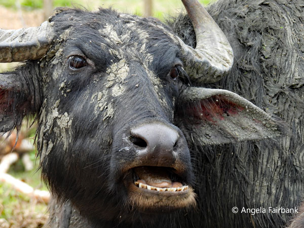 water buffalo 3