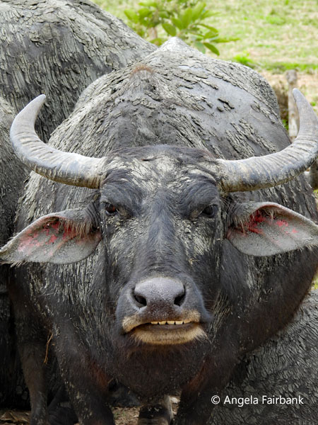 water buffalo 4