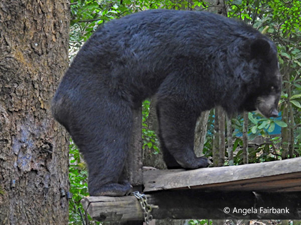Asiatic black bear 1