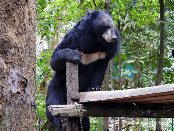 Asiatic black bear 2