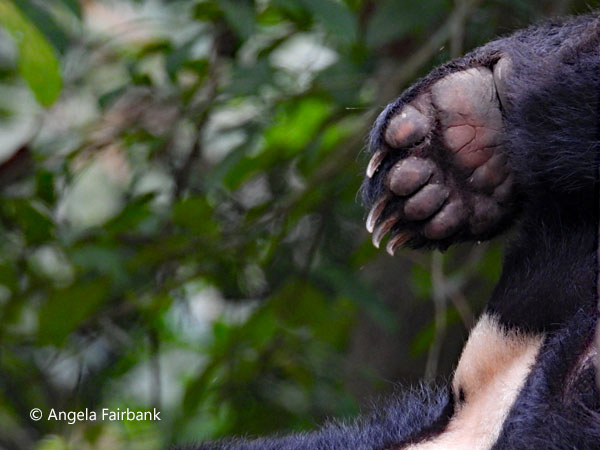 Asiatic black bear 3 with chest patch and paw