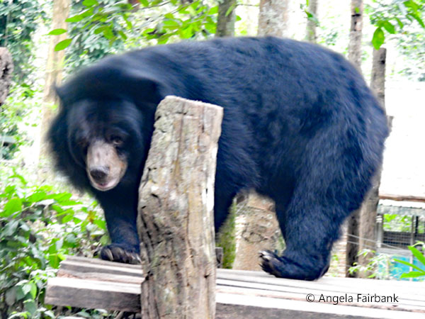 Asiatic black bear 4