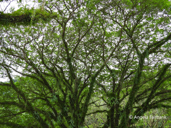 large tree