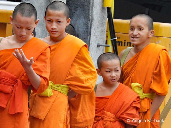 novices 4