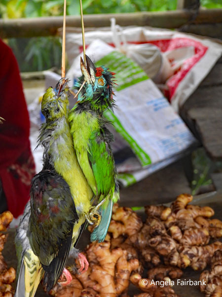 exotic dead birds at stall in Hmong village