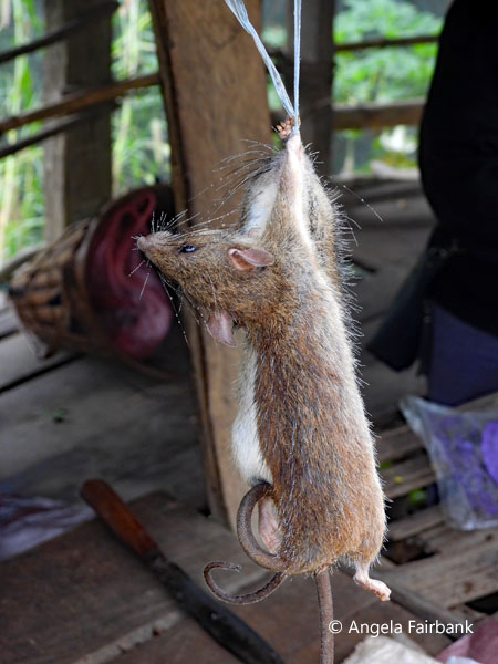 dead mouse for sale